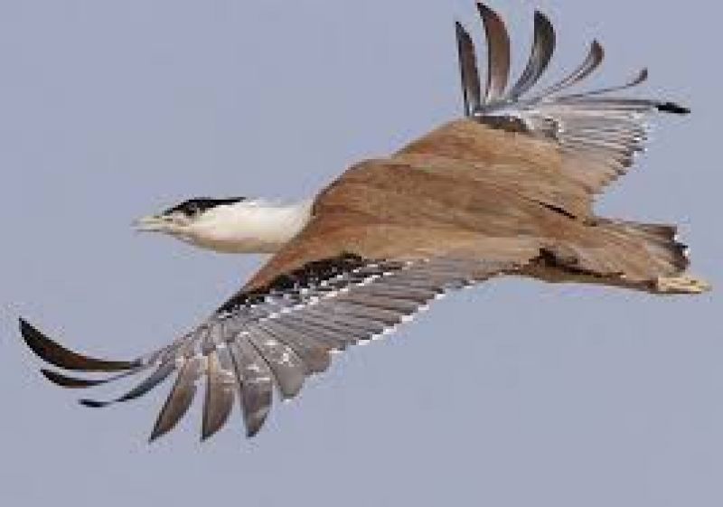 Great Indian bustard