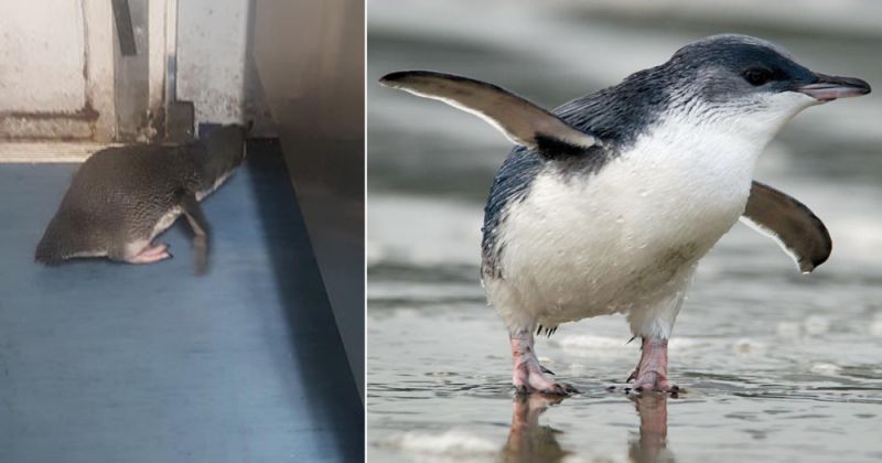 2 tiny penguins arrested by New Zealand police