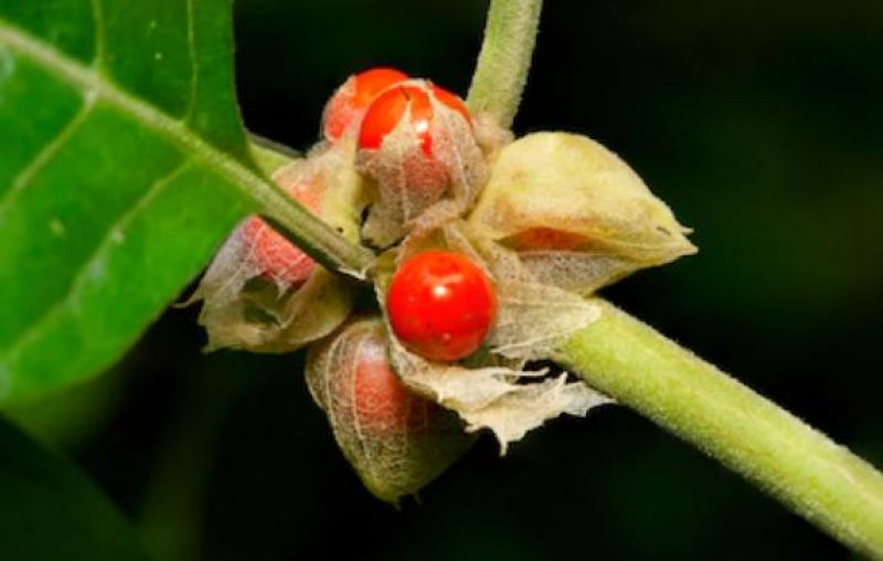Ashwagandha