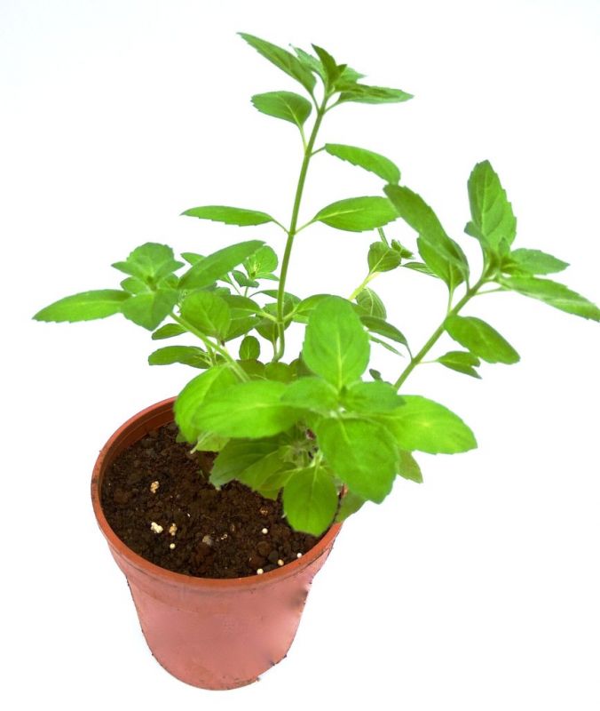 Black Tulsi