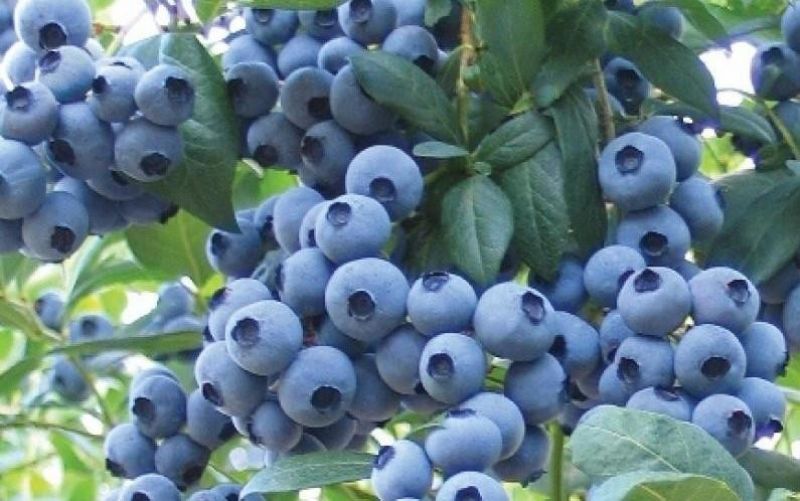 Blueberry