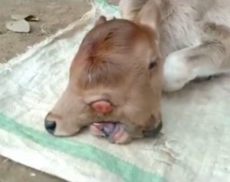  Rare Two-headed Calf With 3 Eyes Born in Odisha