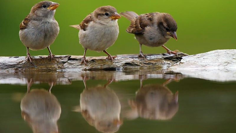 sparrows drink water