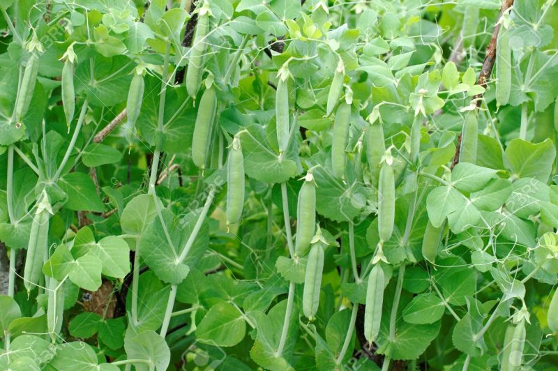 Peas 