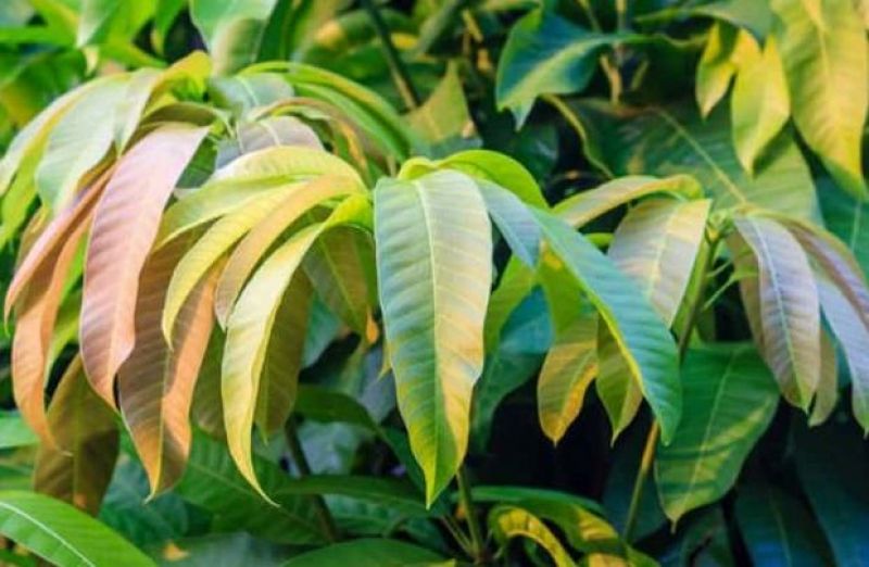 Mango Leaves 