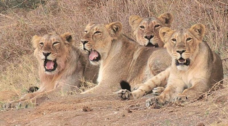 Gir National Park 