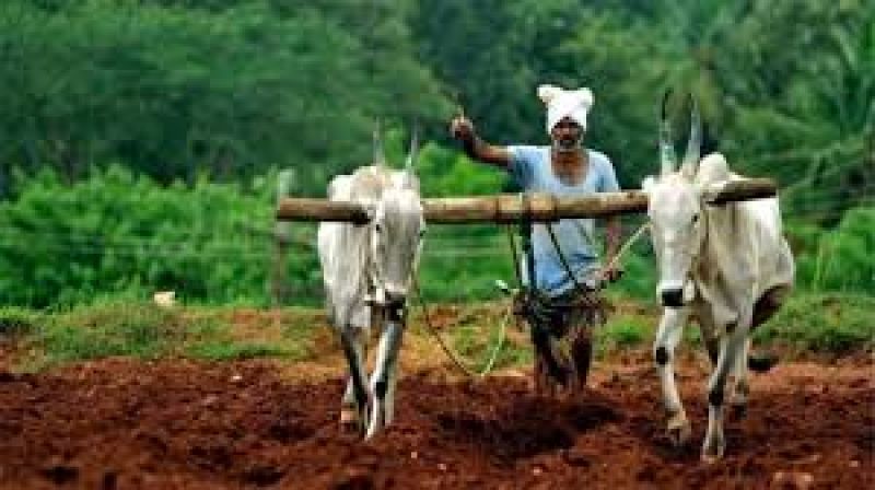 Indian Farmers