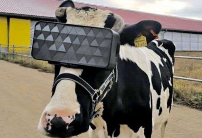 Russian Farms Make Cows Wear VR Goggles To Reduce Stress & Anxiety In Winters