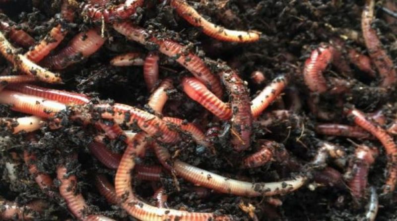 Red Worms 