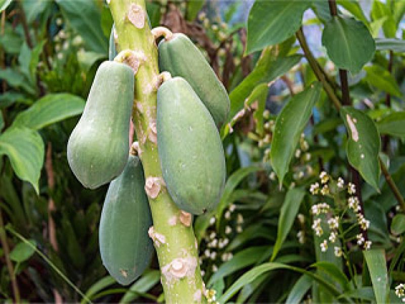 raw papaya 