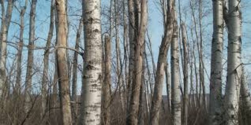 Poplar Trees