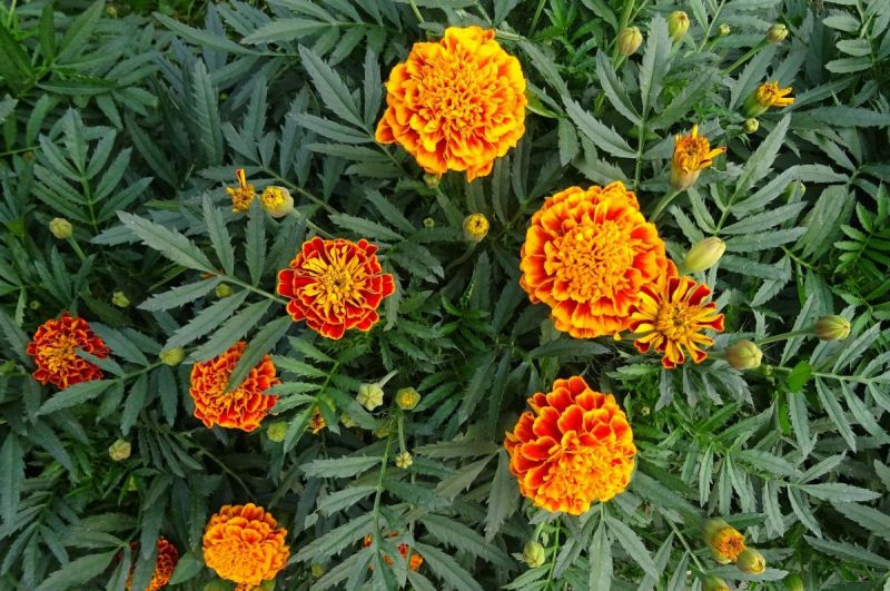 Marigold Flower Cultivation