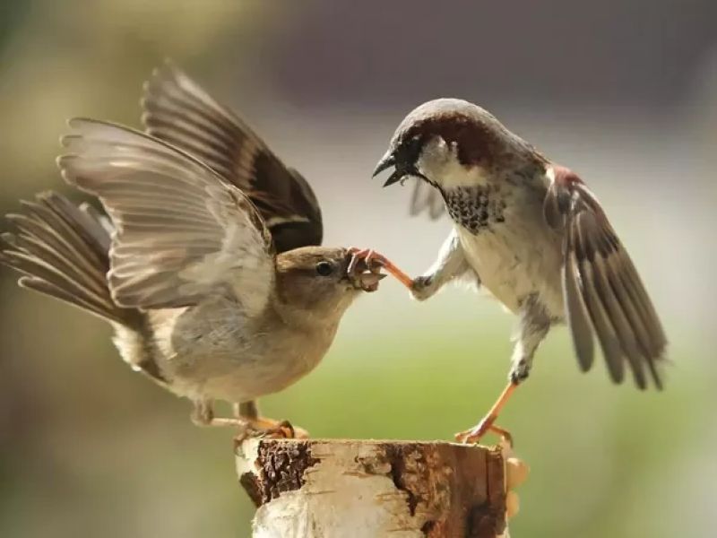 sparrows play