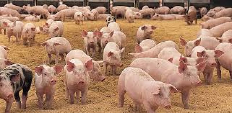 Pig farming