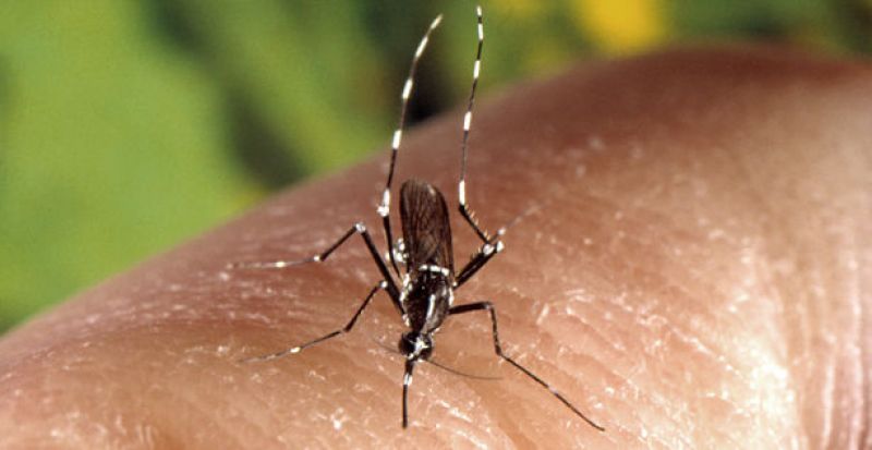 Yellow fever mosquito