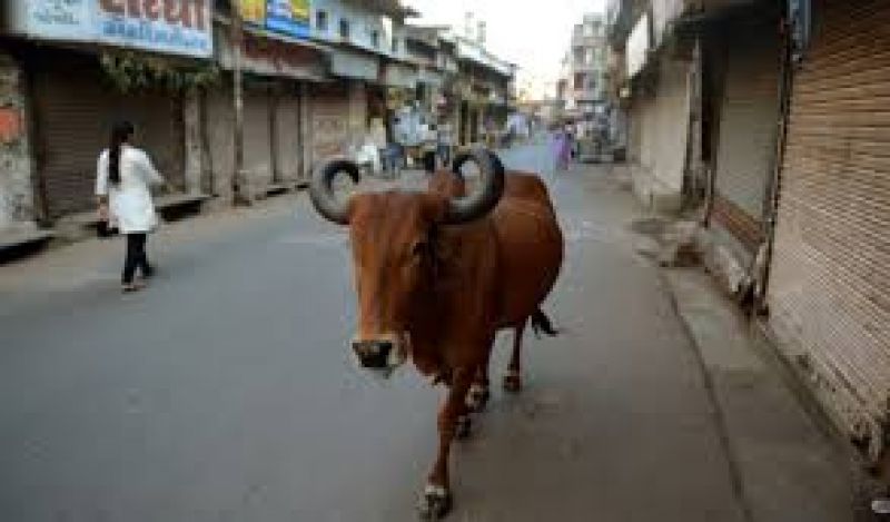 Modi government storing goats without giving up controversy