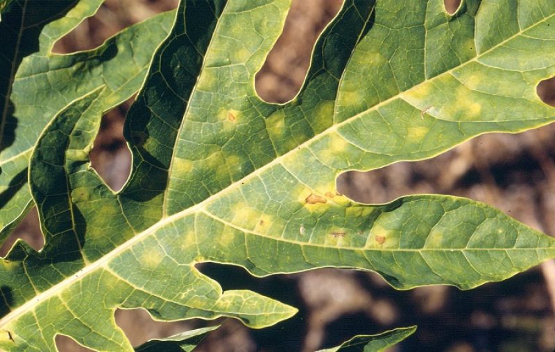 Papaya Leaves Turning Yellow