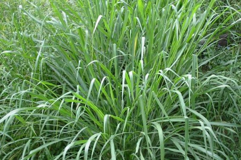 Guinea grass