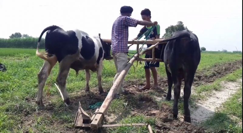 Farmers are forced to cultivate with oxen