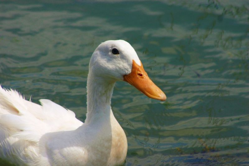 duck