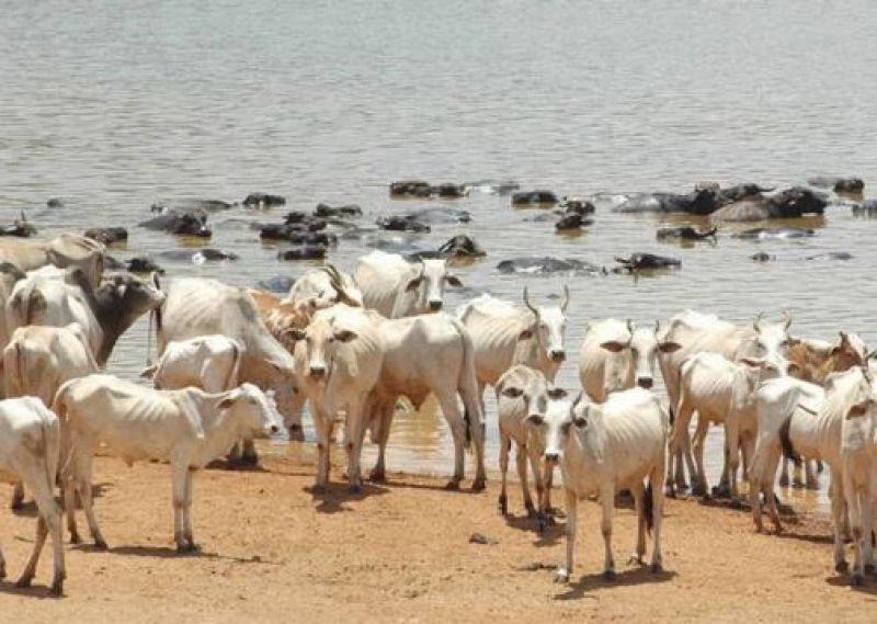 India's new livestock