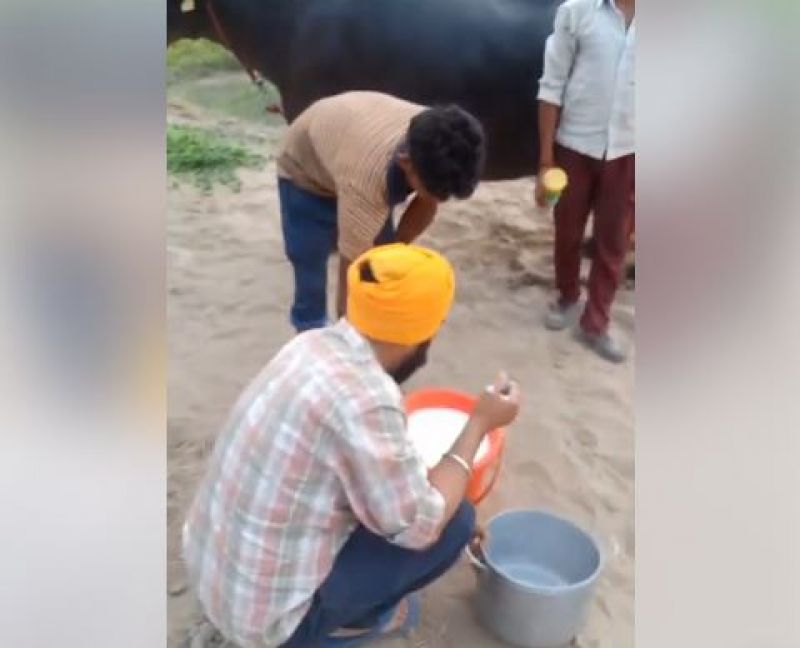 Rani Milking 