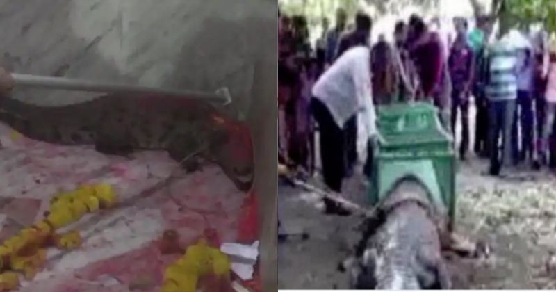 Crocodile enters Khodiyar Mataji Temple in Gujarat