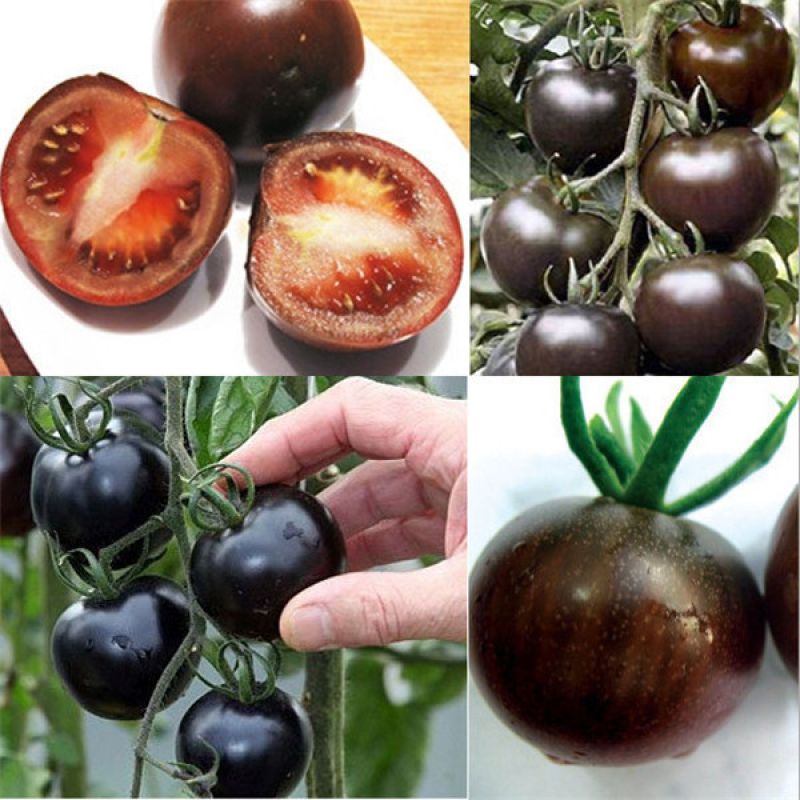 Black tomato