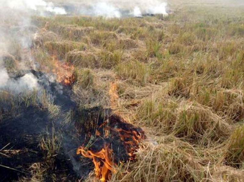 paddy crop burn