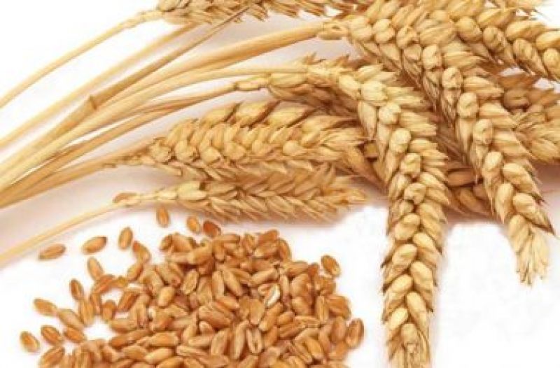 JW-3211 Wheat Variety