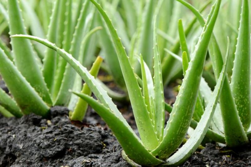 Aloe Vera  