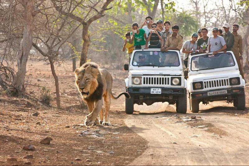 Gir National Park
