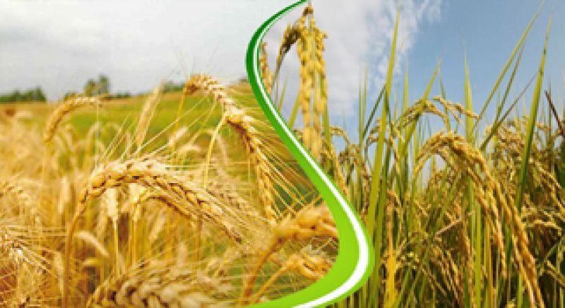 Wheat And Paddy 