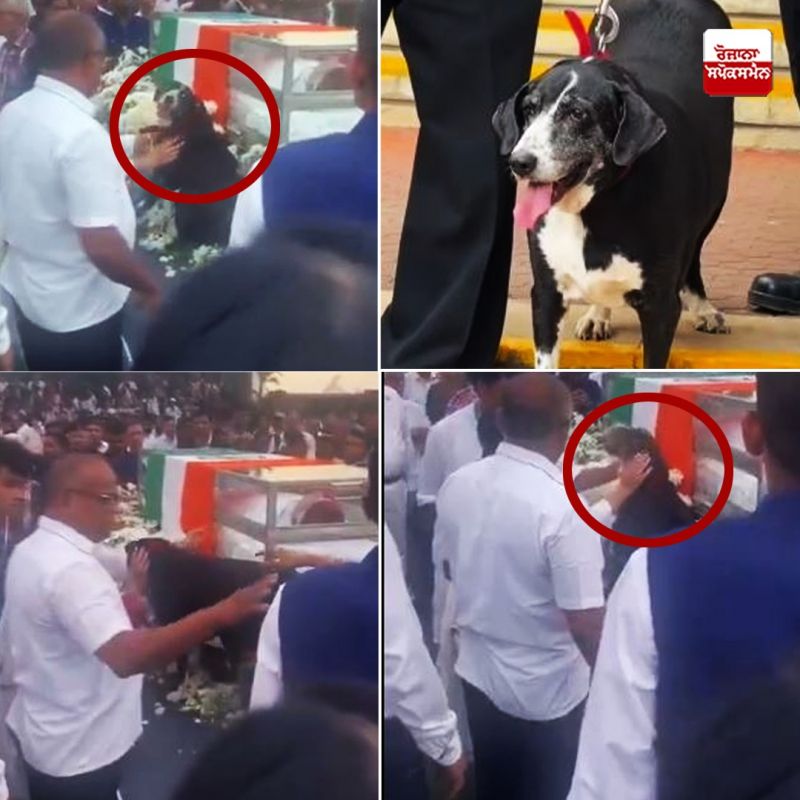 Ratan Tata dogs love NewsRatan Tata dogs love News