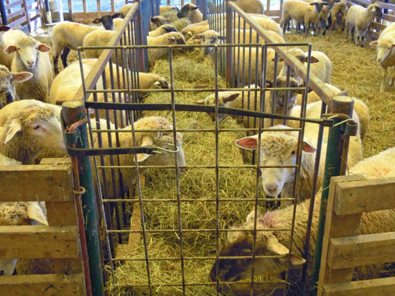 Sheep Farming