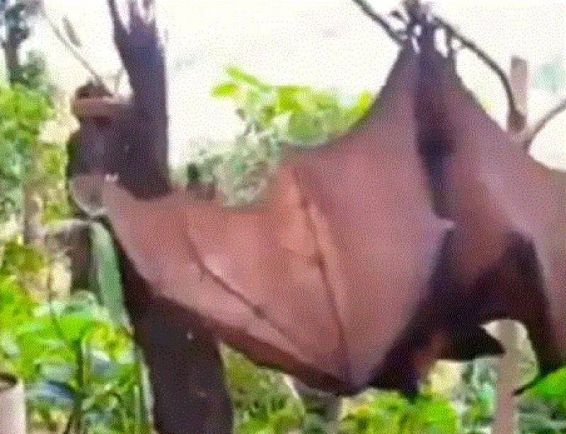viral image of bat