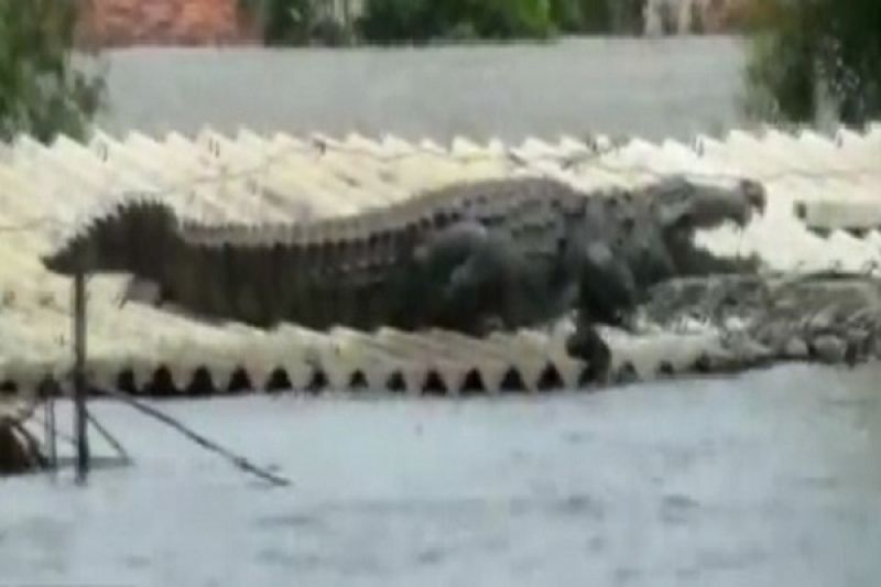 crocodile spotted on roof of submerged housein flood hit karnataka