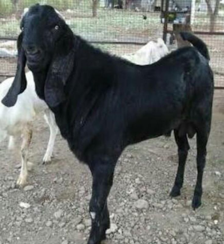 beetal goat