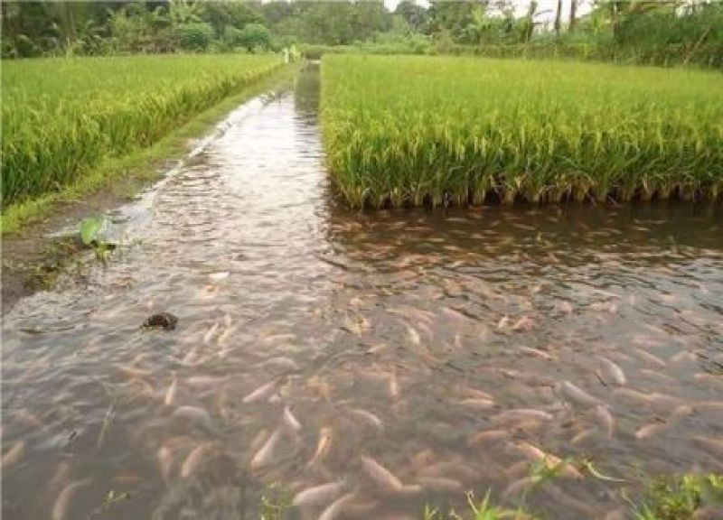 Fish Farming 