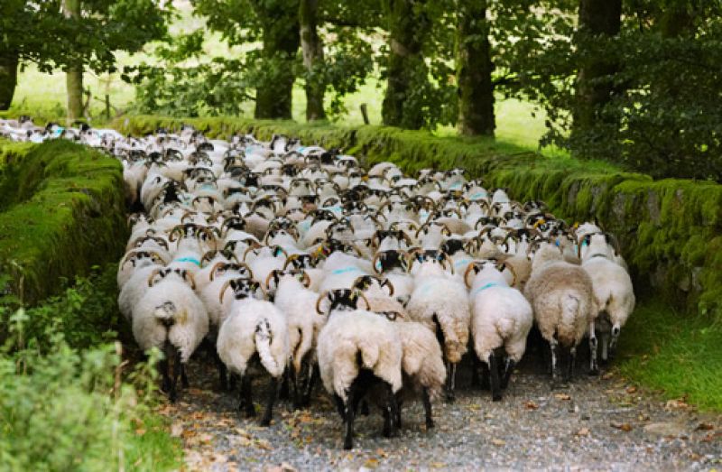 Sheep Farming
