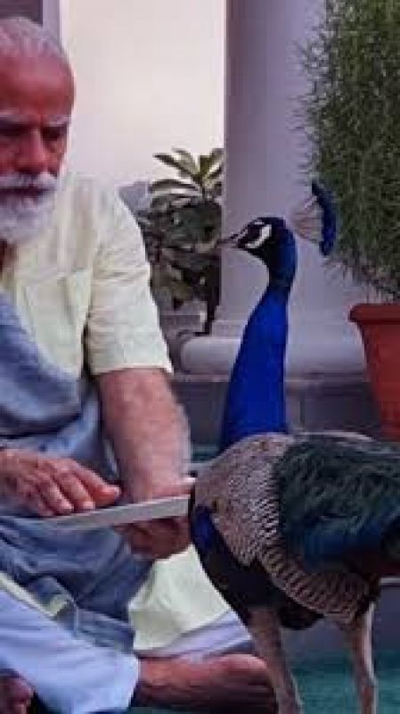  PM Modi Shares Video Of His Bond With Peacocks At His Residence