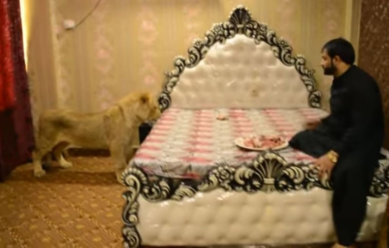 Man Lives With Pet Lion