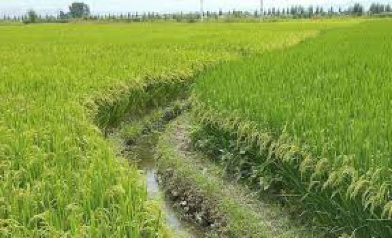 Punjab Irrigation 