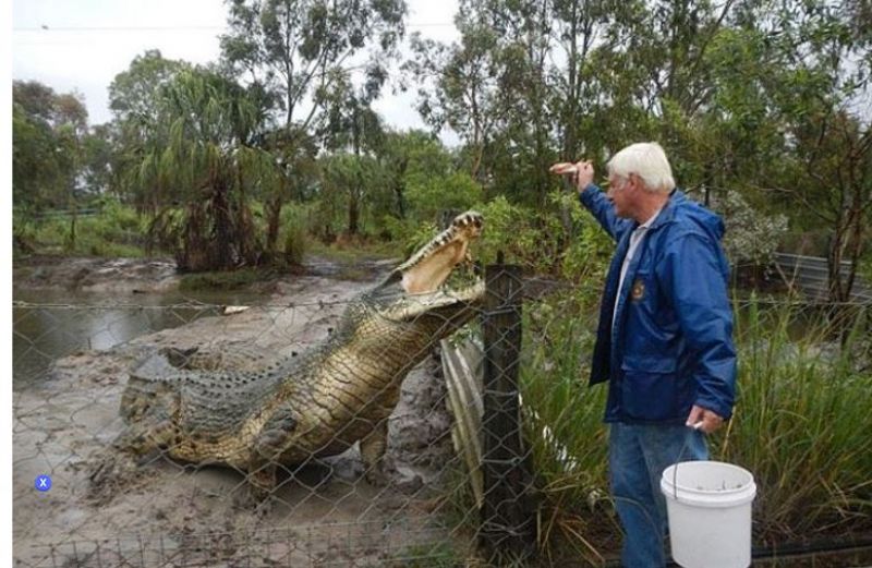 12 foot crocodile eaten to farmers