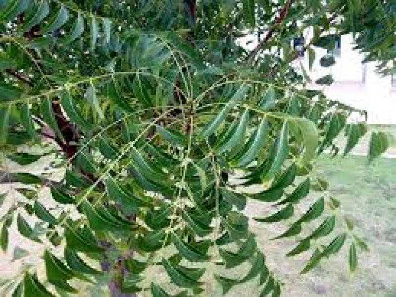 Neem Tree