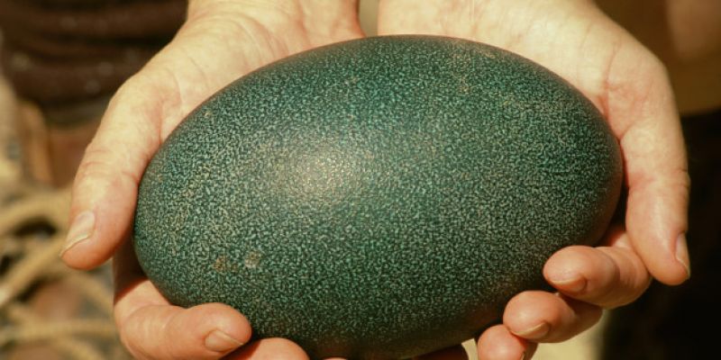 Emu egg