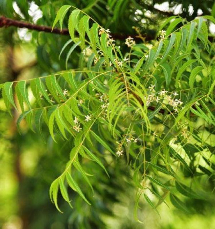 Neem
