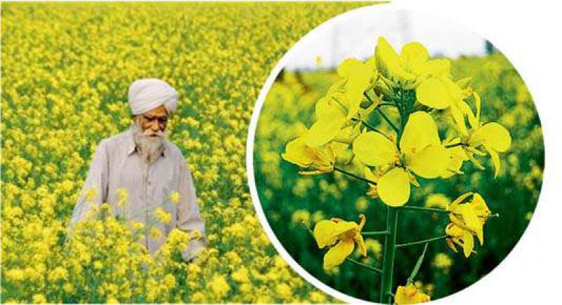 ਗੋਭੀ ਸਰ੍ਹੋਂ ਅਤੇ ਤੋਰੀਆ