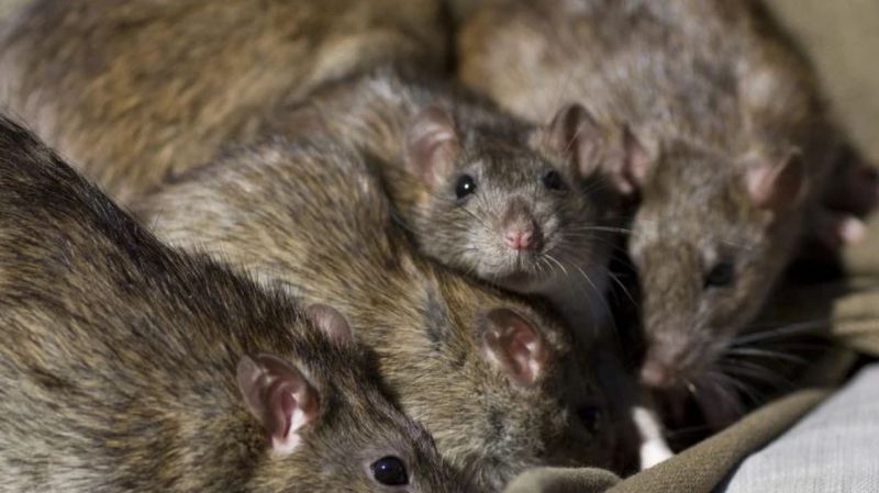 ‘Rat epidemic’ declared in New South Wales,
