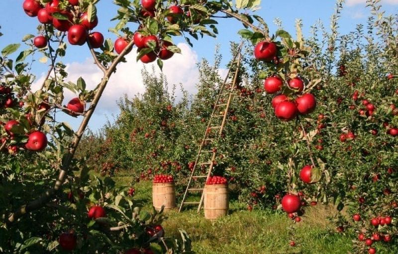 Apple Cultivation 